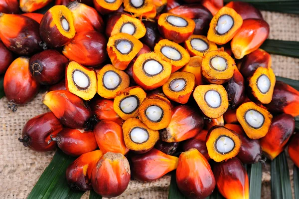 Nasiona oleju palmowego — Zdjęcie stockowe