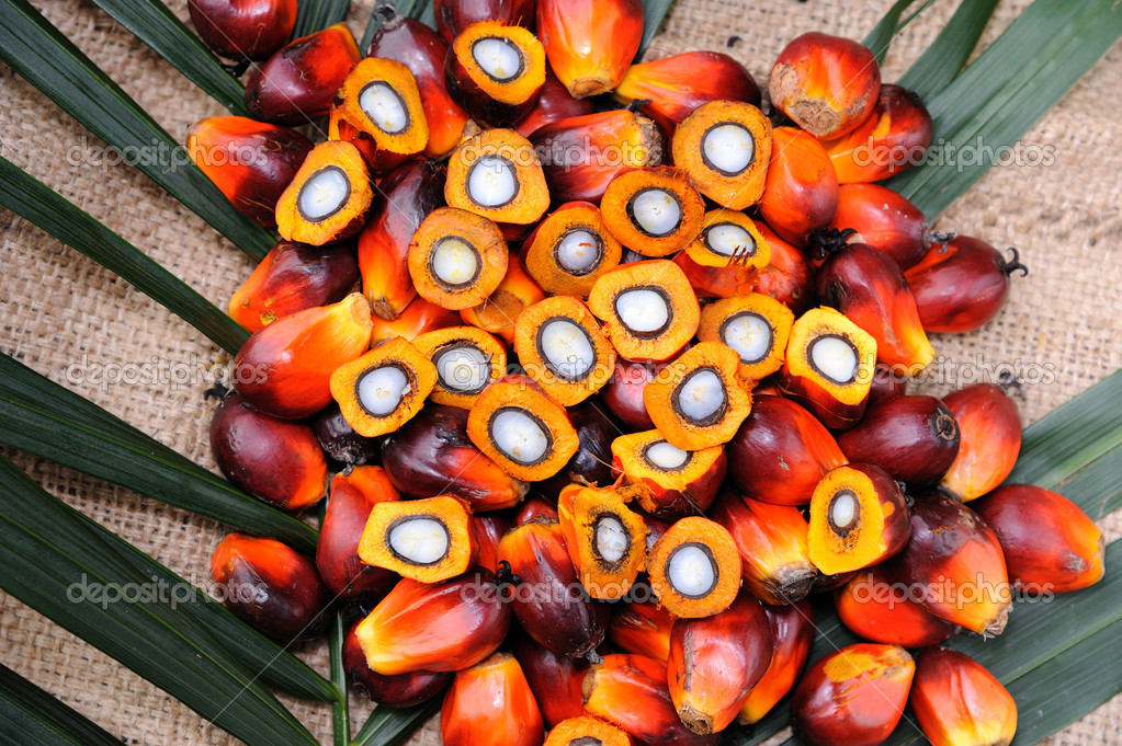 Pictures palm  oil  Palm Oil seeds   Stock Photo 