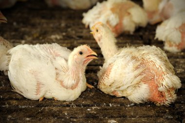 Tavuk (28 gün eski)