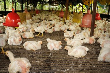 Tavuk (28 gün eski)