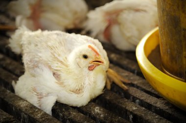 Tavuk (28 gün eski)