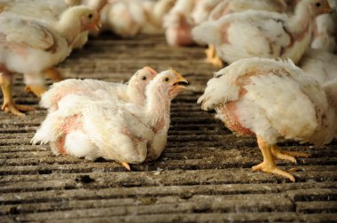 Tavuk (28 gün eski)