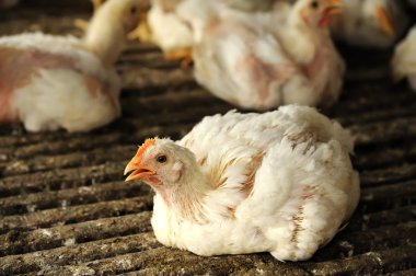 Tavuk (28 gün eski)