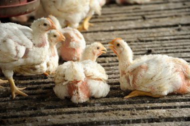 Tavuk (28 gün eski)