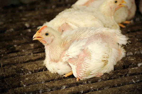 Tavuk (28 gün eski)