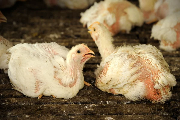 Tavuk (28 gün eski)