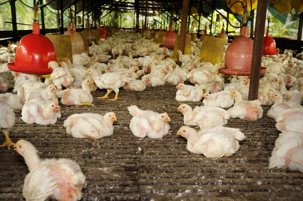 Tavuk (28 gün eski)