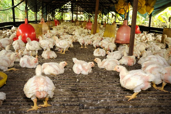 Tavuk (28 gün eski)