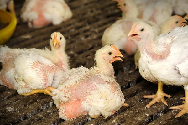 Tavuk (28 gün eski)