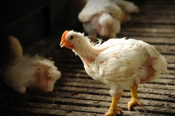 Pollo (28 días) ) — Foto de Stock