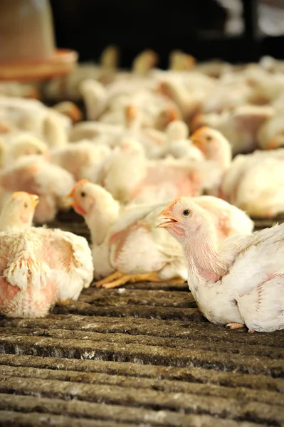 Tavuk (28 gün eski)