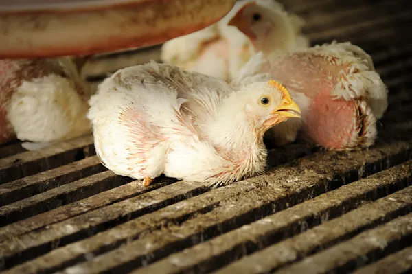 Tavuk (28 gün eski)