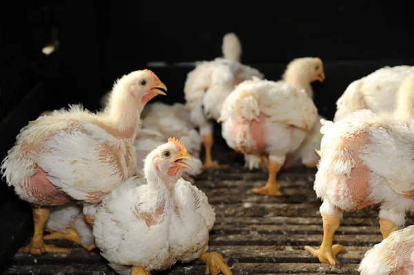 Pollo (28 días) ) — Foto de Stock