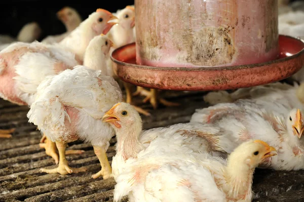 Tavuk (28 gün eski)