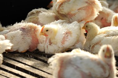 Tavuk (25 gün eski)