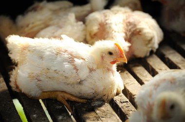 Tavuk (25 gün eski)