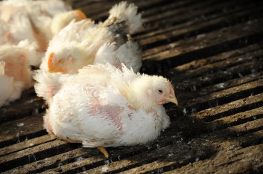 Tavuk (25 gün eski)