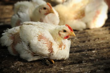 Tavuk (25 gün eski)