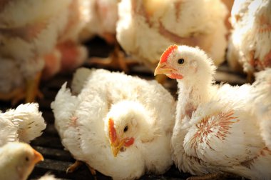 Tavuk (25 gün eski)