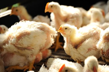 Tavuk (25 gün eski)