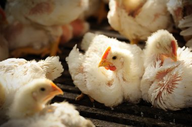 Tavuk (25 gün eski)