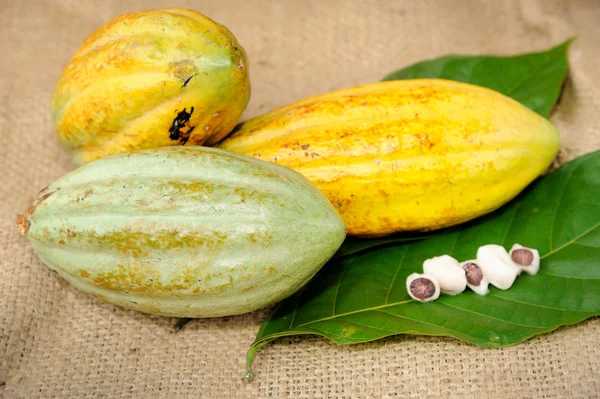 Frutas de cacao con hoja — Foto de Stock