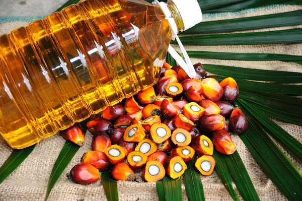 パーム油の果実 — ストック写真