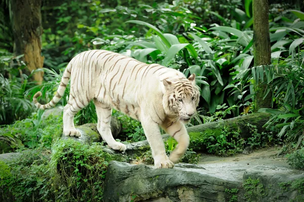 Tigre bianca — Foto Stock