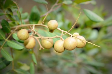 Longan ağaç üzerinde