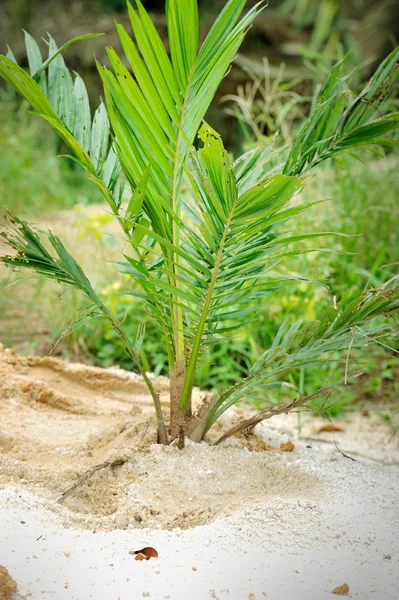 Rohpalmölpflanze — Stockfoto