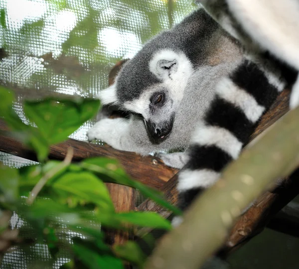 Anello Lemur coda — Foto Stock