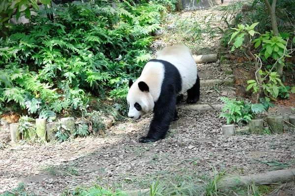 Panda géant — Photo
