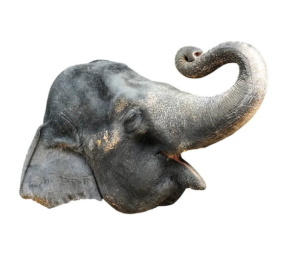 Asiatischer Elefant i — Stockfoto