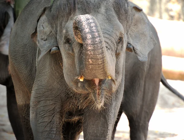 Aziatische olifant — Stockfoto