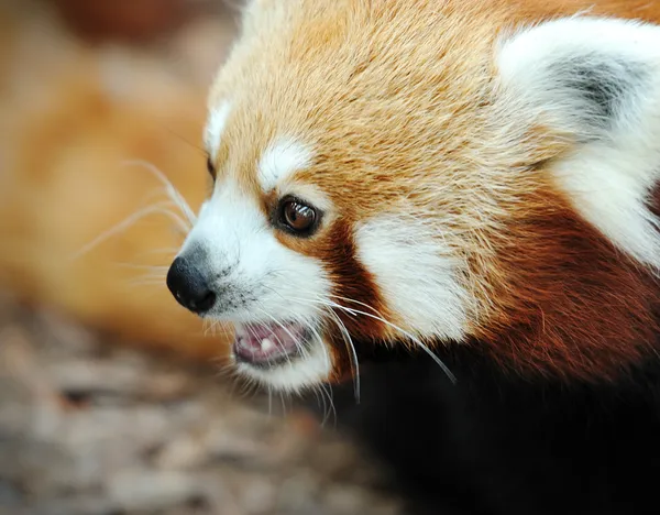 Красная панда — стоковое фото