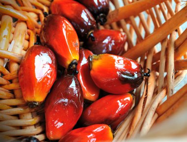 palmiye yağı taze meyve, seçici odak yakın çekim.