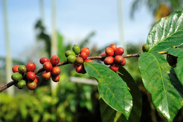 Kaffebönor på anläggningen — Stockfoto