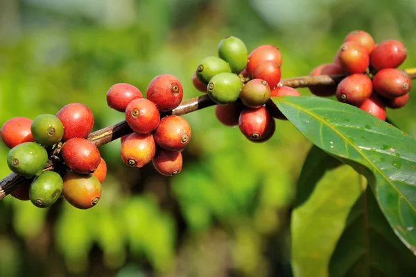 Kawa na rośliny — Zdjęcie stockowe