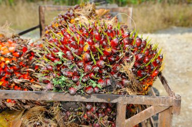 palmiye yağı taze meyve