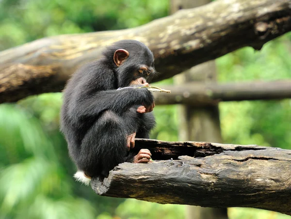 Sød chimpanse - Stock-foto