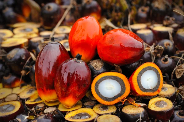Zavřít čerstvé palmové plody oleje — Stock fotografie