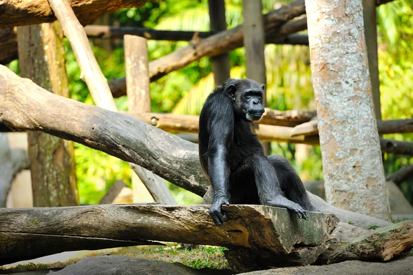 Симпатичний шимпанзе — стокове фото