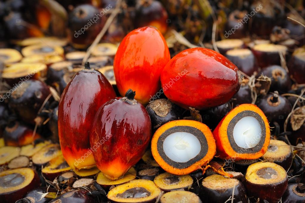Oil palm fruits Stock Photo by ©tristantan71 43711789