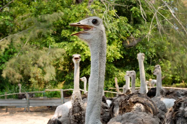 Ostrich farm — Stock Photo, Image