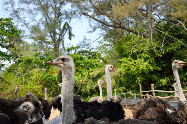 Ostrich farm — Stock Photo, Image