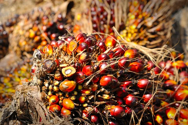 Свіжі олійні плоди пальми — стокове фото