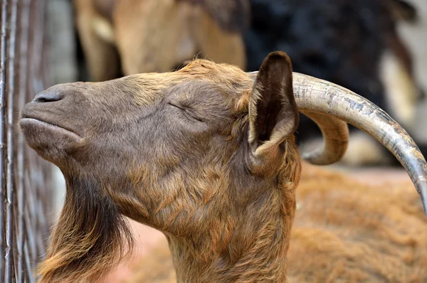 Beautiful brown goat — Stock Photo, Image