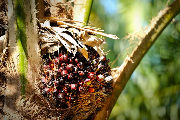 Palmolie plantage — Stockfoto