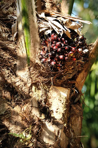 Olja palm plantation — Stockfoto