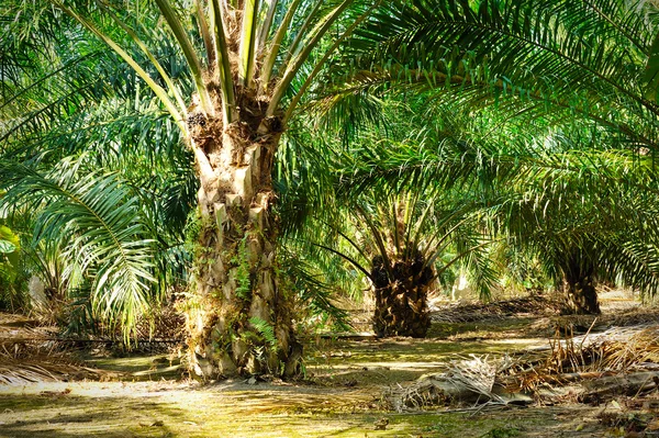 Plantation de palmier à huile — Photo